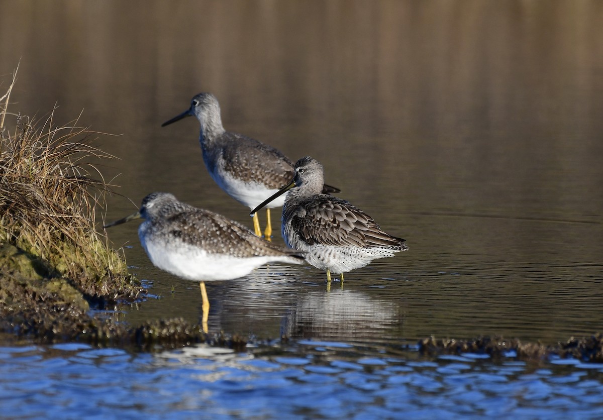 Long-billed Dowitcher - ML506330691