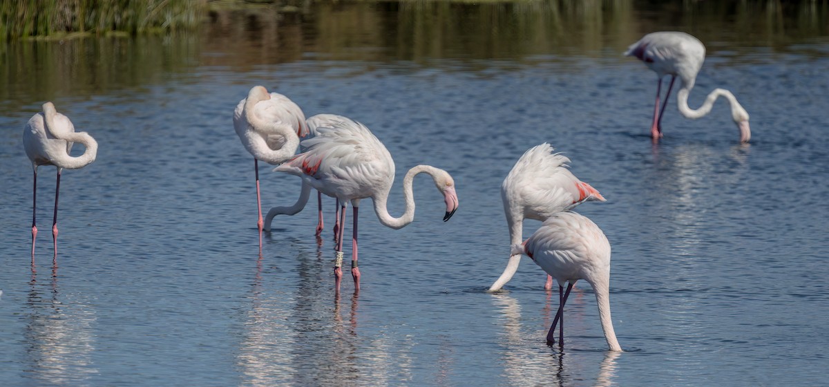 Greater Flamingo - ML506333891