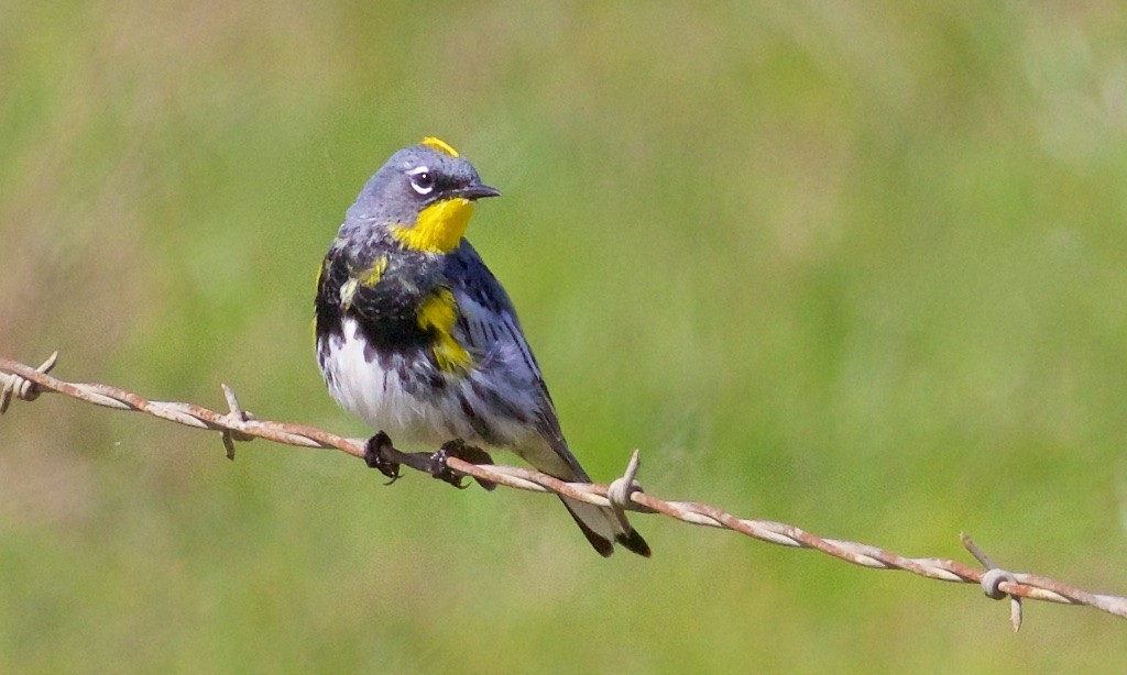 Yellow-rumped Warbler (Audubon's) - Ed Harper