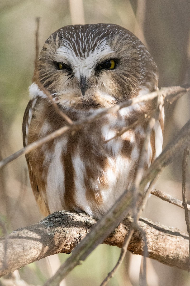 Northern Saw-whet Owl - Lewis Holmes