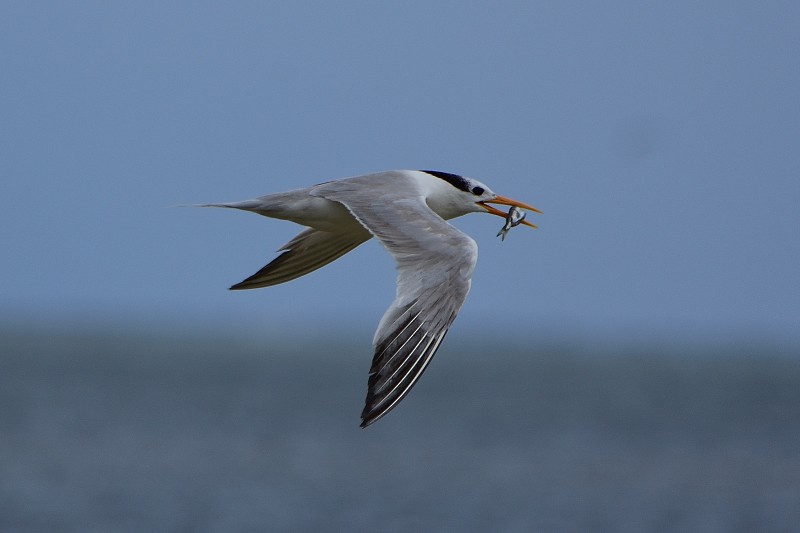 Great Crested Tern - Anthony Katon