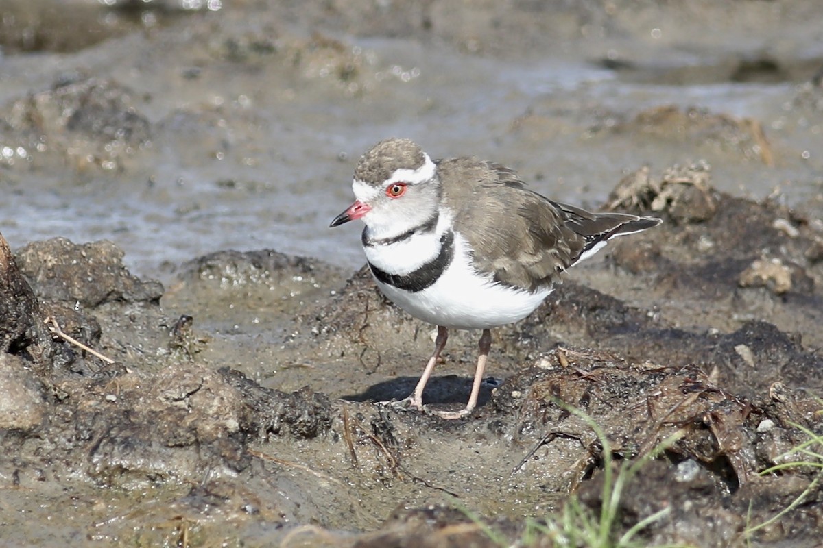 Three-banded Plover - ML506349891