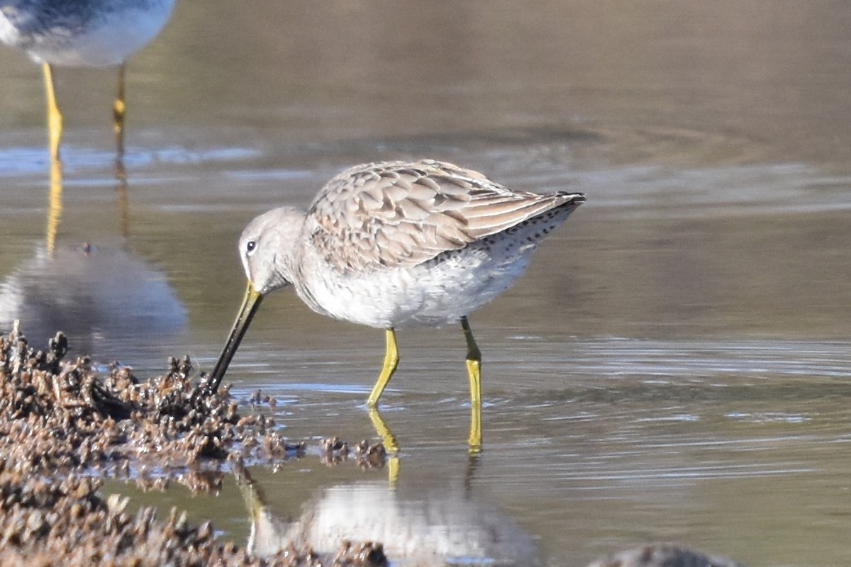 Long-billed Dowitcher - Maria Bloom