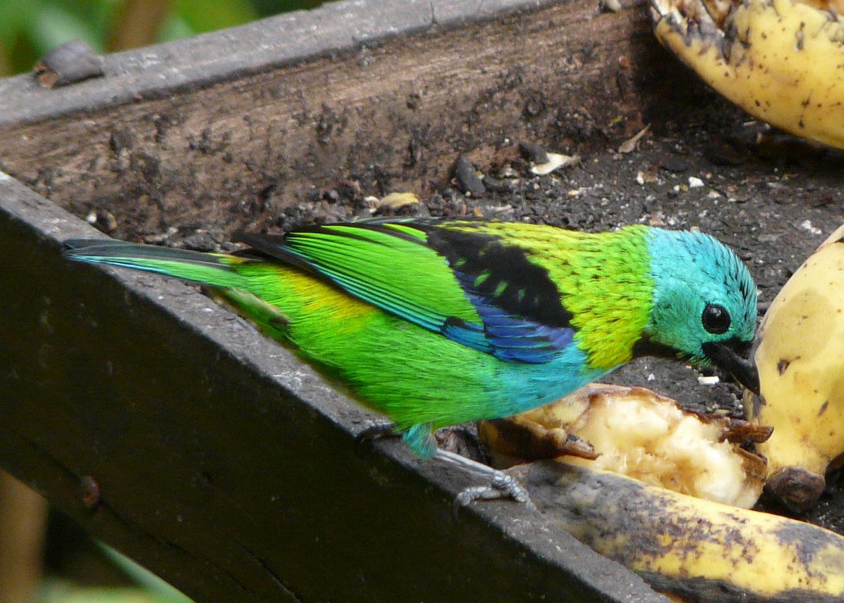 Green-headed Tanager - ML506380321