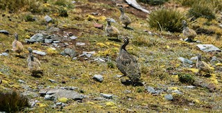 Puna Tinamou, ML506380471
