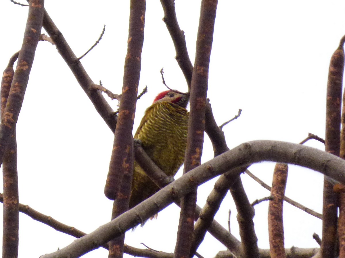 Golden-olive Woodpecker - ML50638091