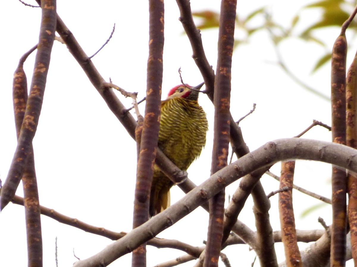 Golden-olive Woodpecker - ML50638181