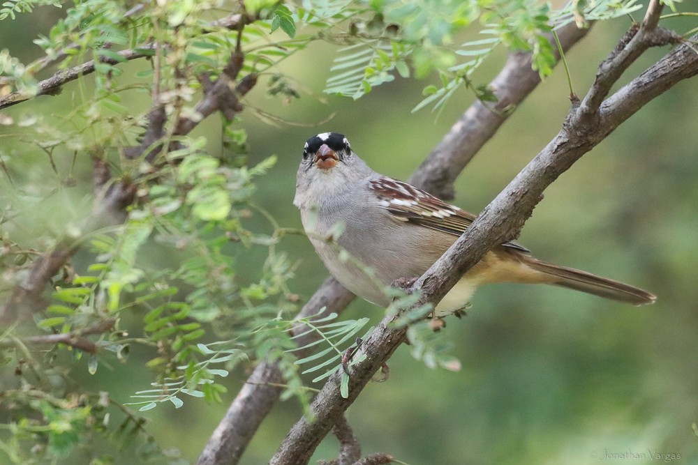 White-crowned Sparrow (Dark-lored) - ML506382911