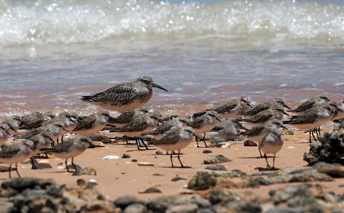 Great Knot - ML506384651