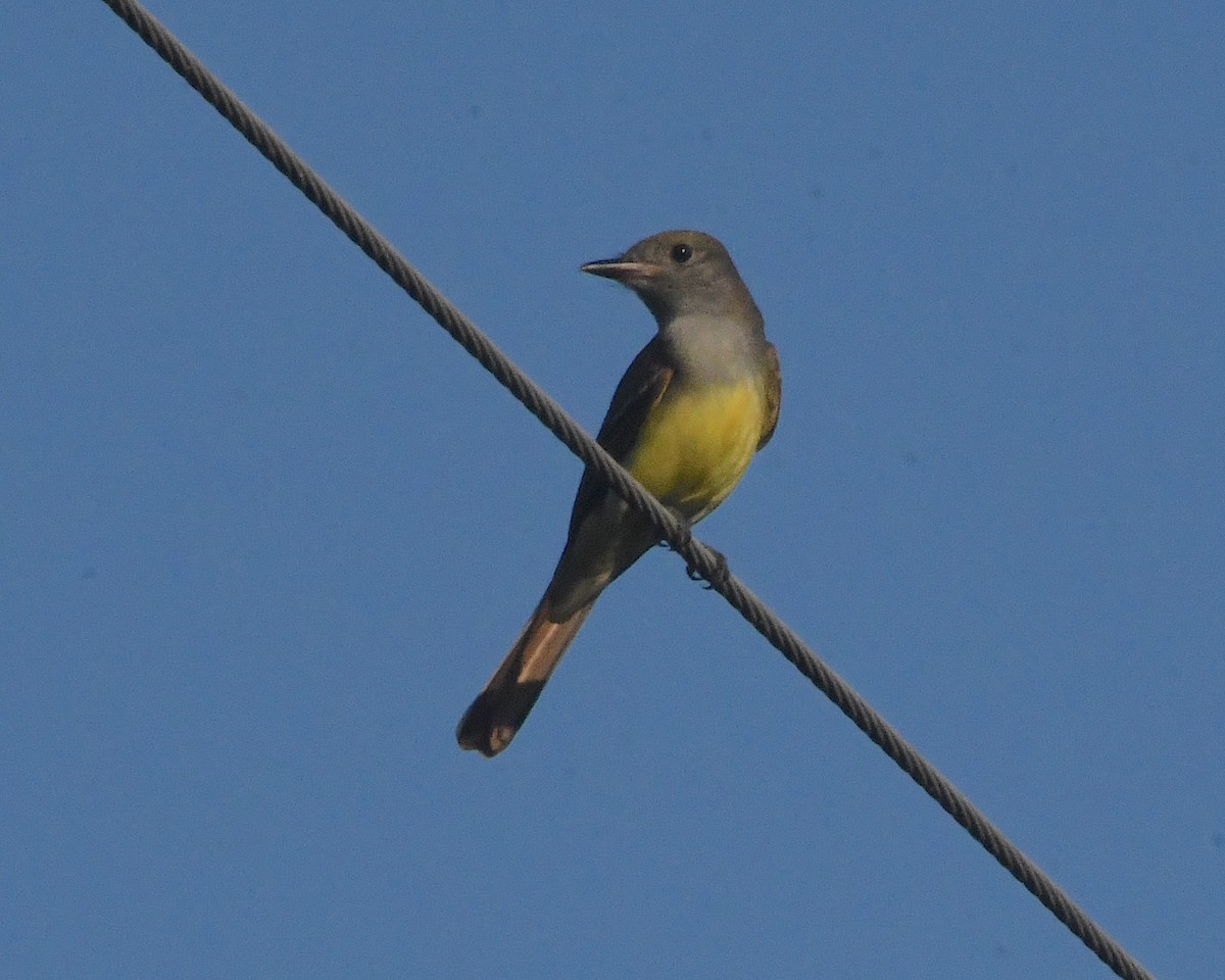 Great Crested Flycatcher - ML506388561