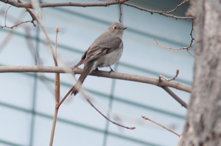 Townsend's Solitaire - ML506389391