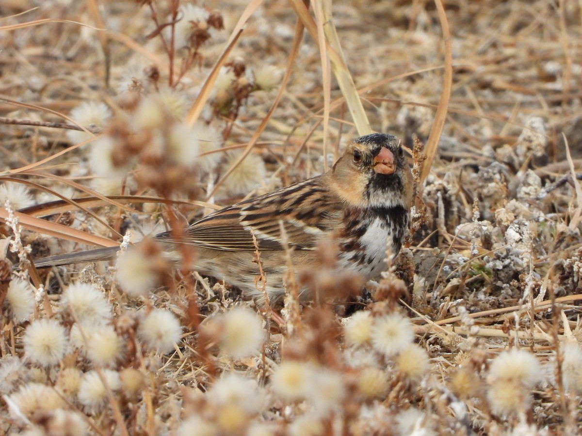 Ebird checklist 22 nov 2022 swan lake nature study area iba