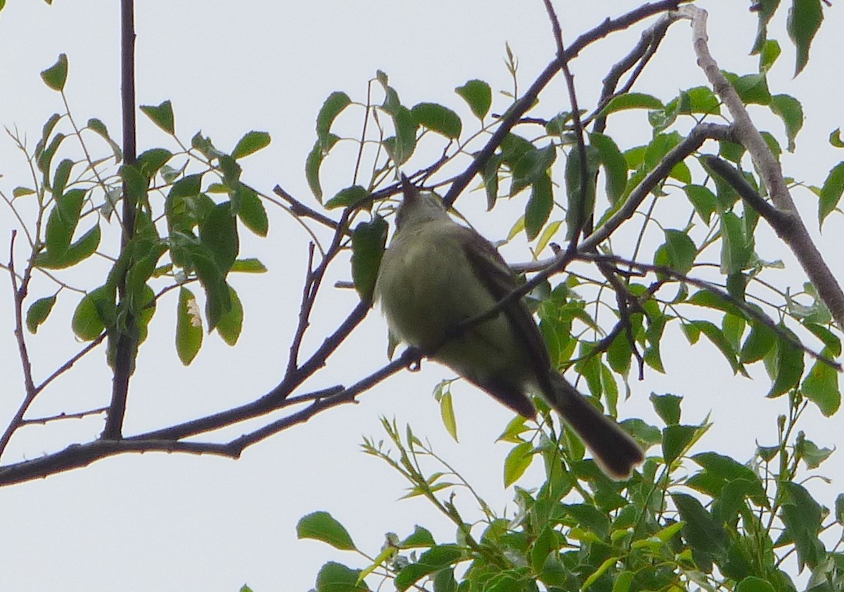 Southern Mouse-colored Tyrannulet - ML506391281