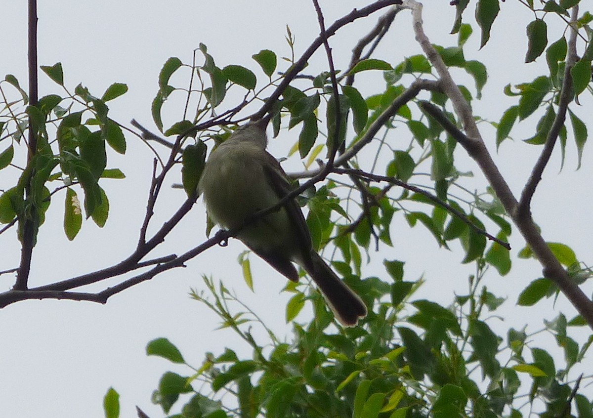 Southern Mouse-colored Tyrannulet - ML506391291
