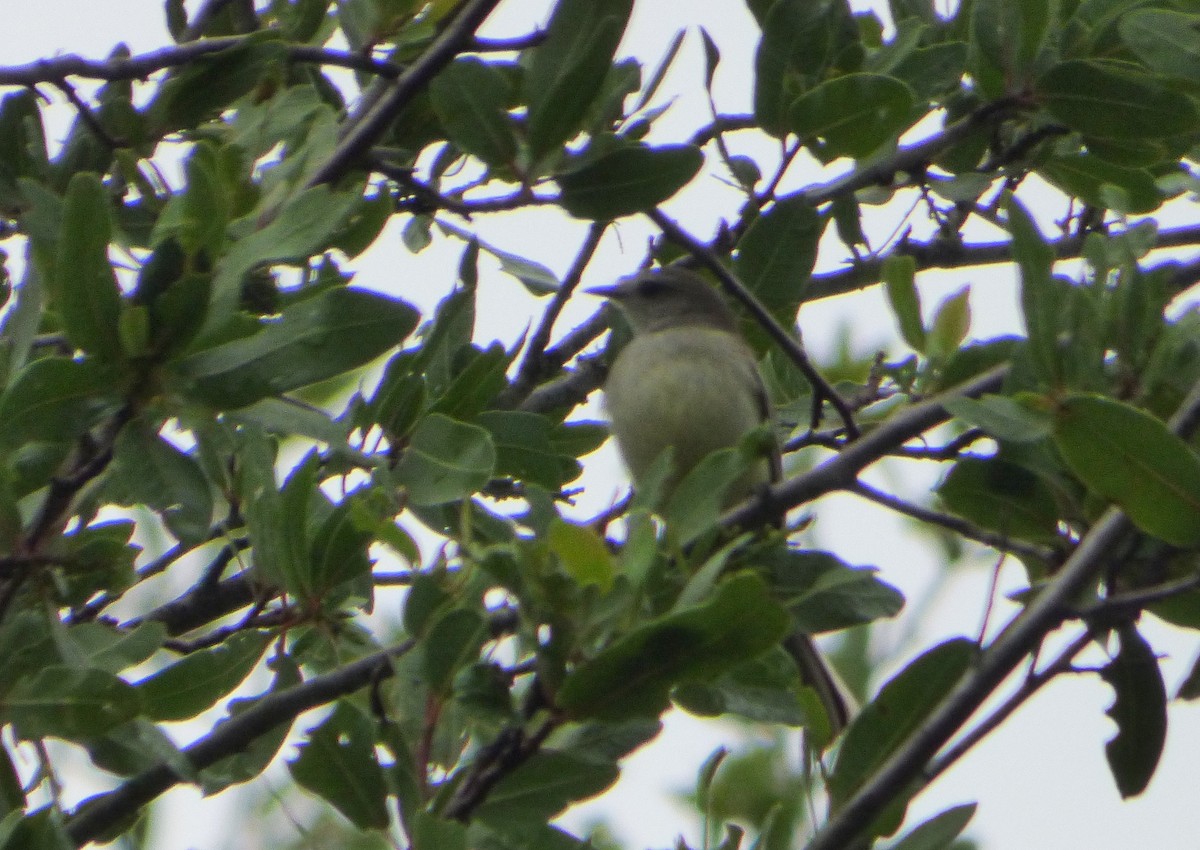 Southern Mouse-colored Tyrannulet - ML506391301