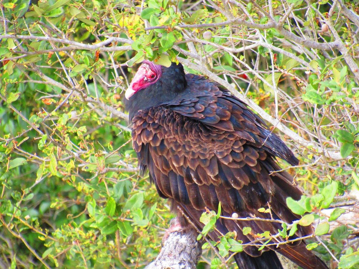 Turkey Vulture - Conan Guard