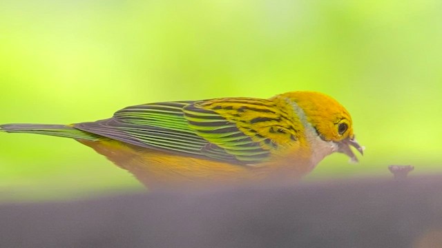 Silver-throated Tanager - ML506398111