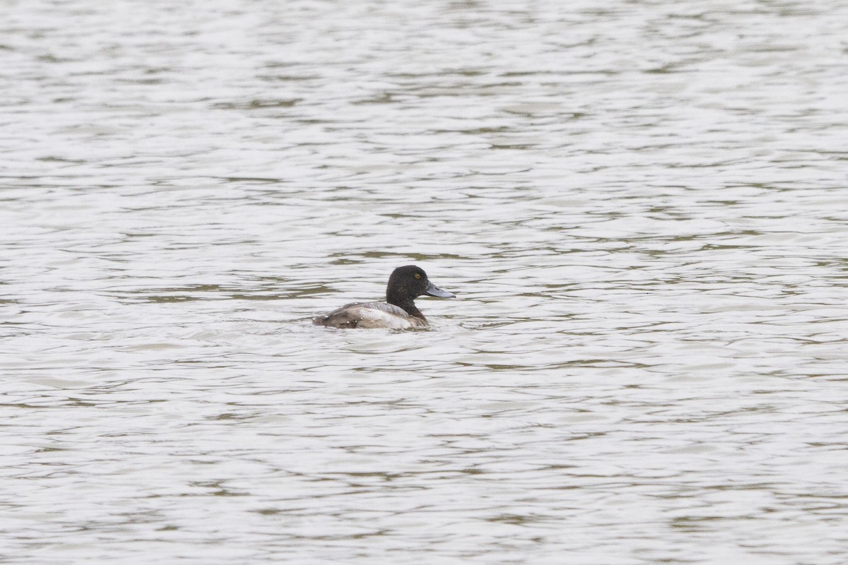 Greater Scaup - ML506399961