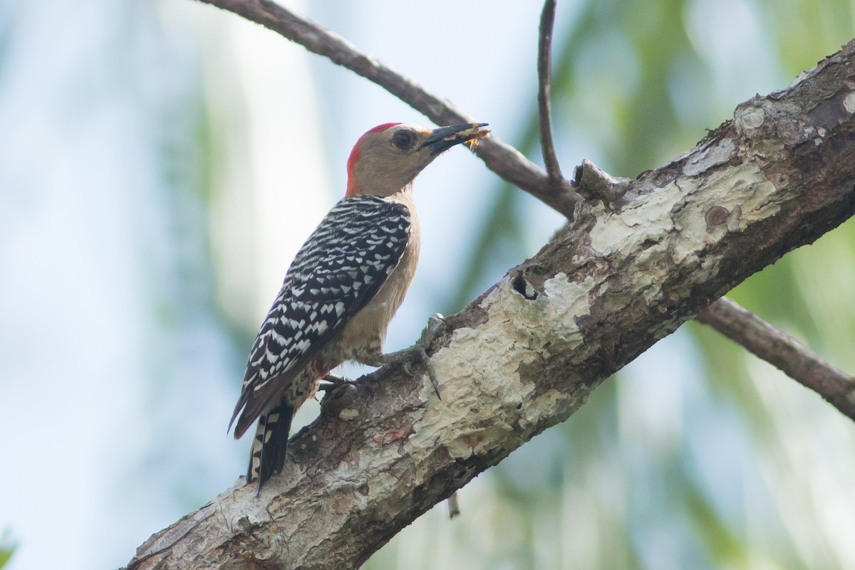 Red-crowned Woodpecker - ML50640151