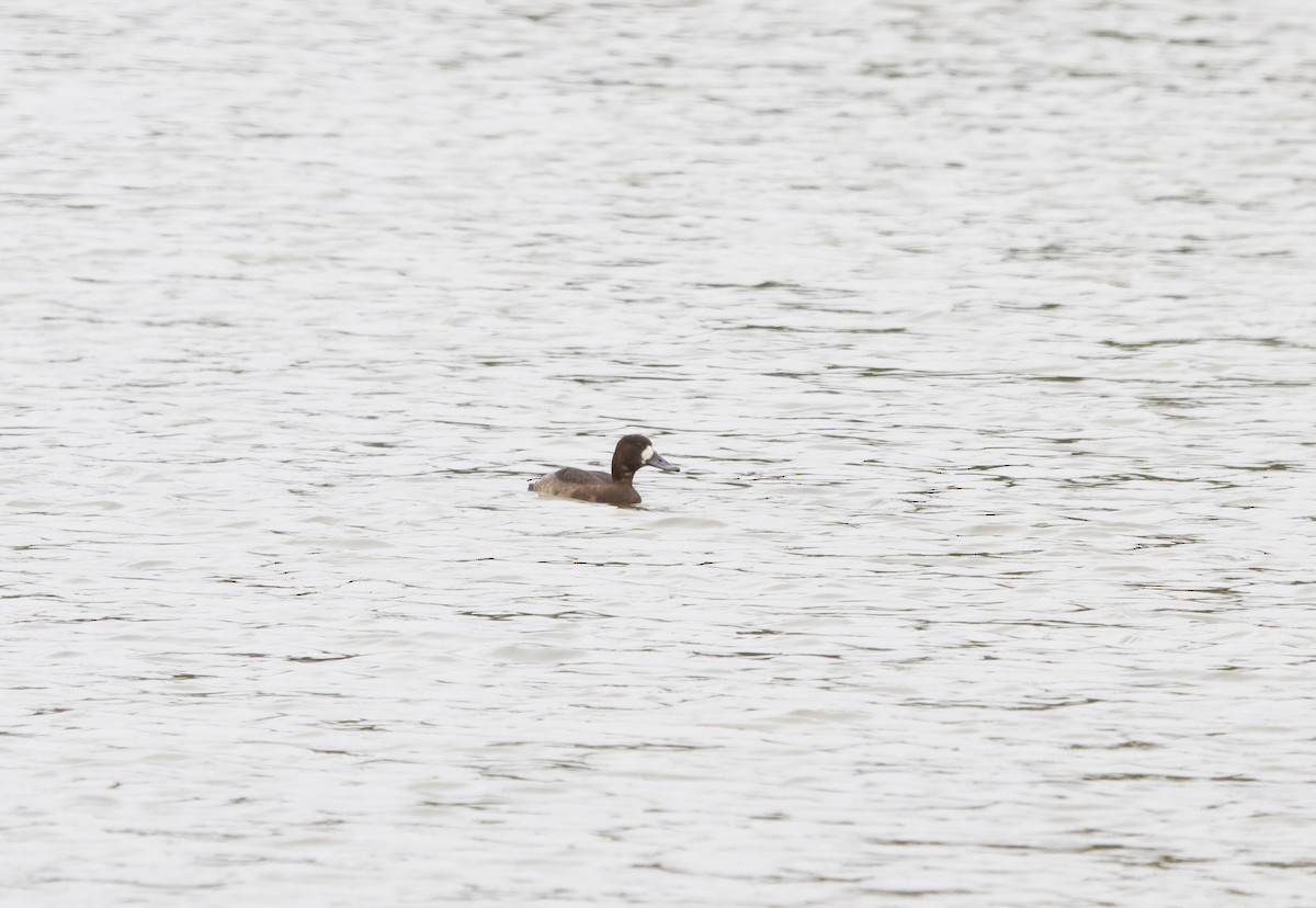 Greater Scaup - ML506403301