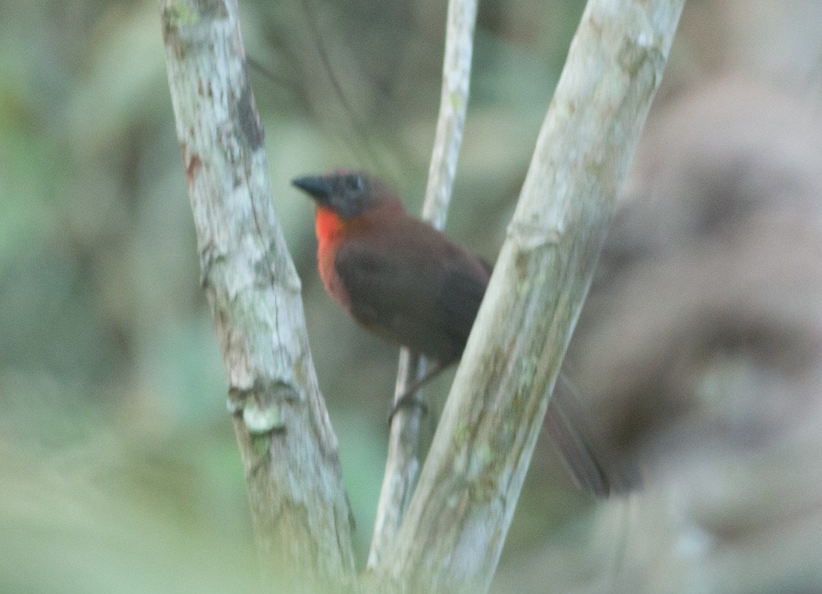 Red-throated Ant-Tanager - ML50640621