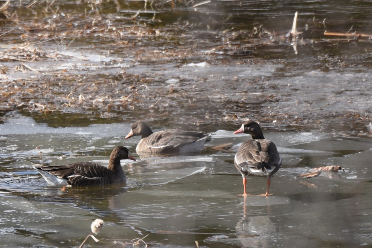 Greater White-fronted Goose - ML50640721