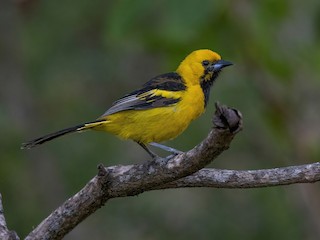  - Yellow-tailed Oriole