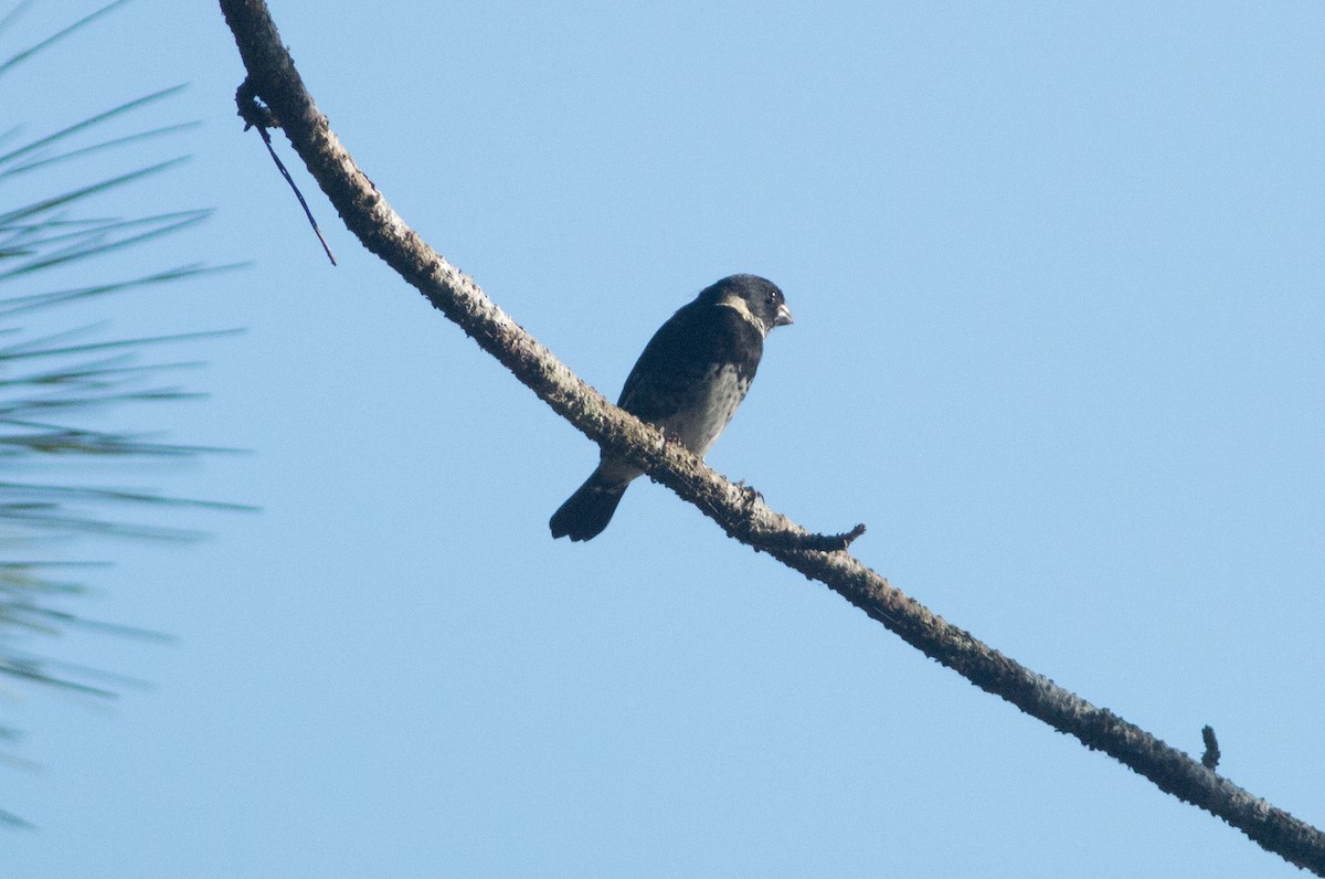 Variable Seedeater - ML50640911