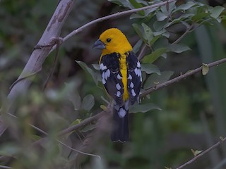  - Golden Grosbeak