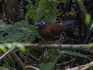  - Zeledon's Antbird