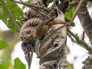  - Slaty-winged Foliage-gleaner