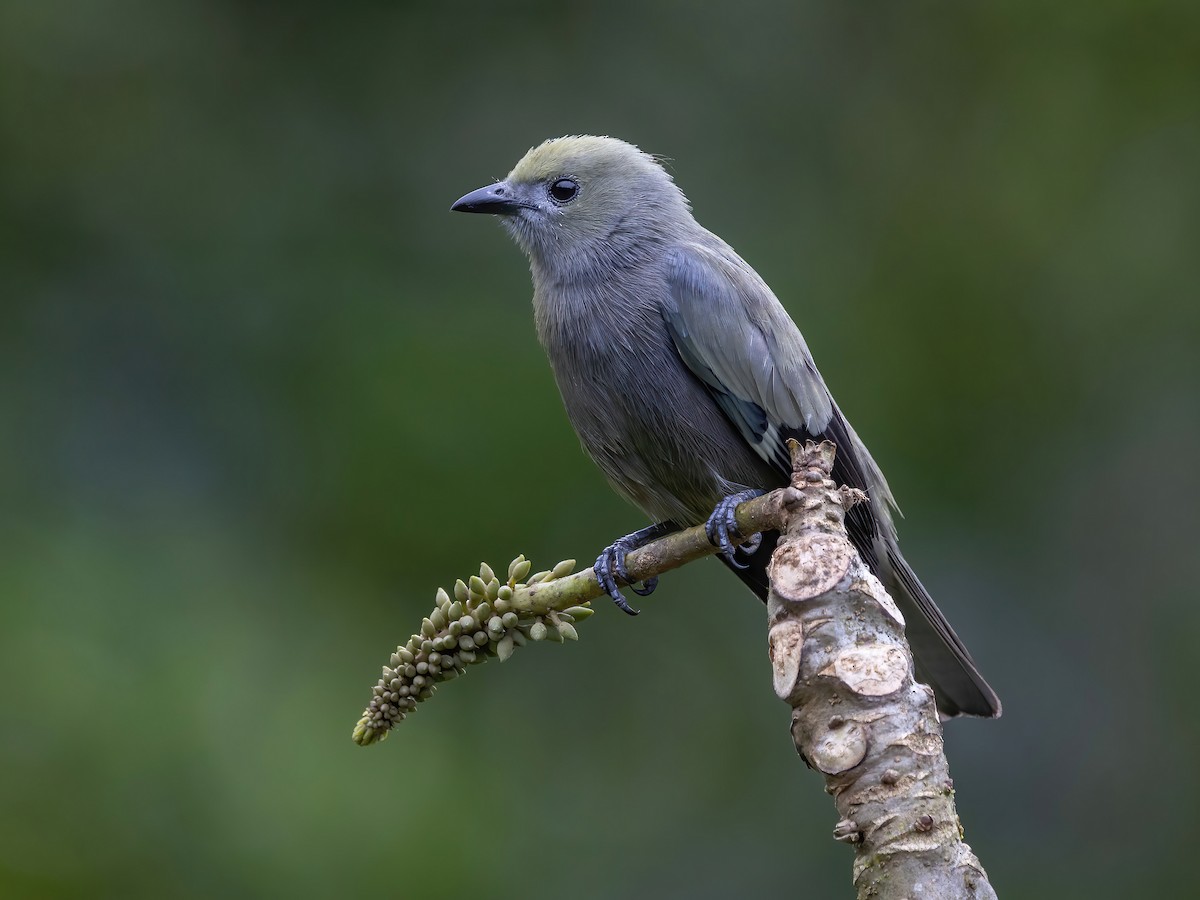 Palm Tanager - Thraupis palmarum - Birds of the World