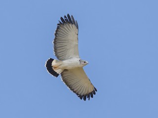  - Gray-backed Hawk