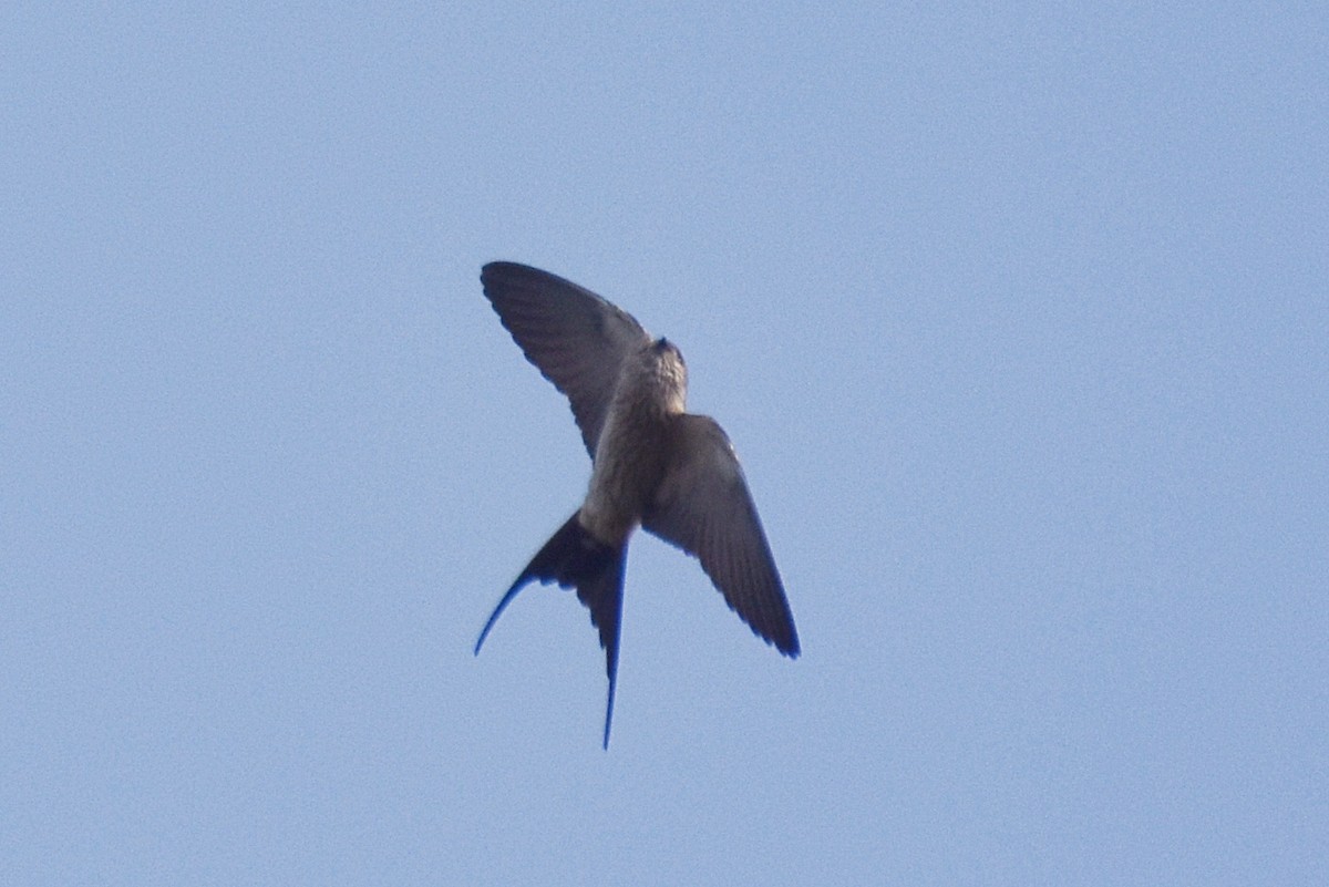 Red-rumped Swallow - ML506420781
