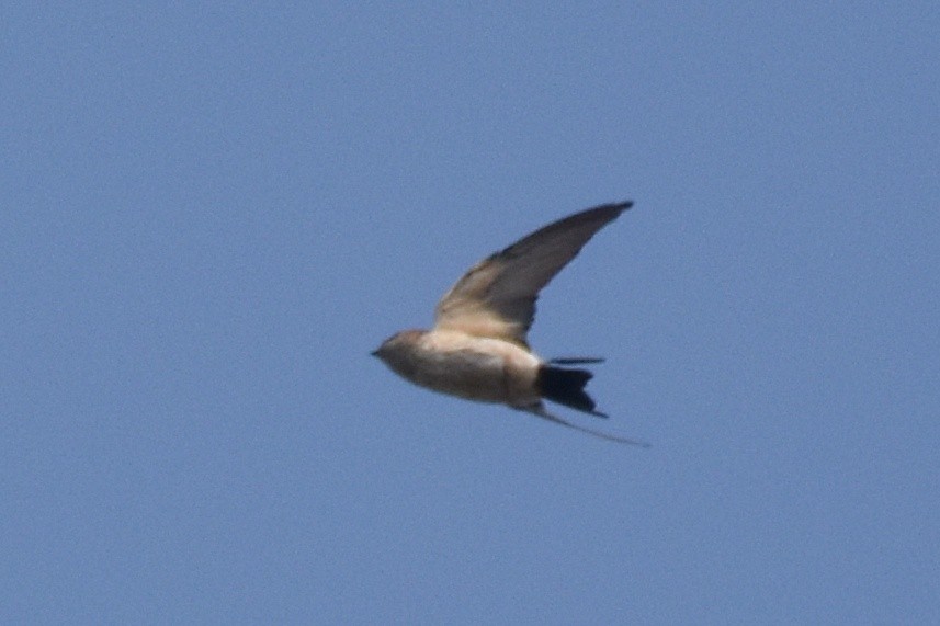 Red-rumped Swallow - ML506420791