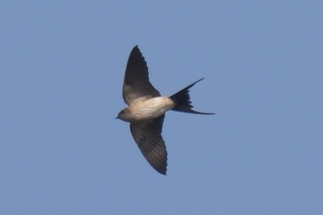 Red-rumped Swallow - ML506420811