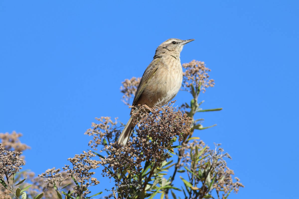 Yellow-tufted Pipit - ML506422551