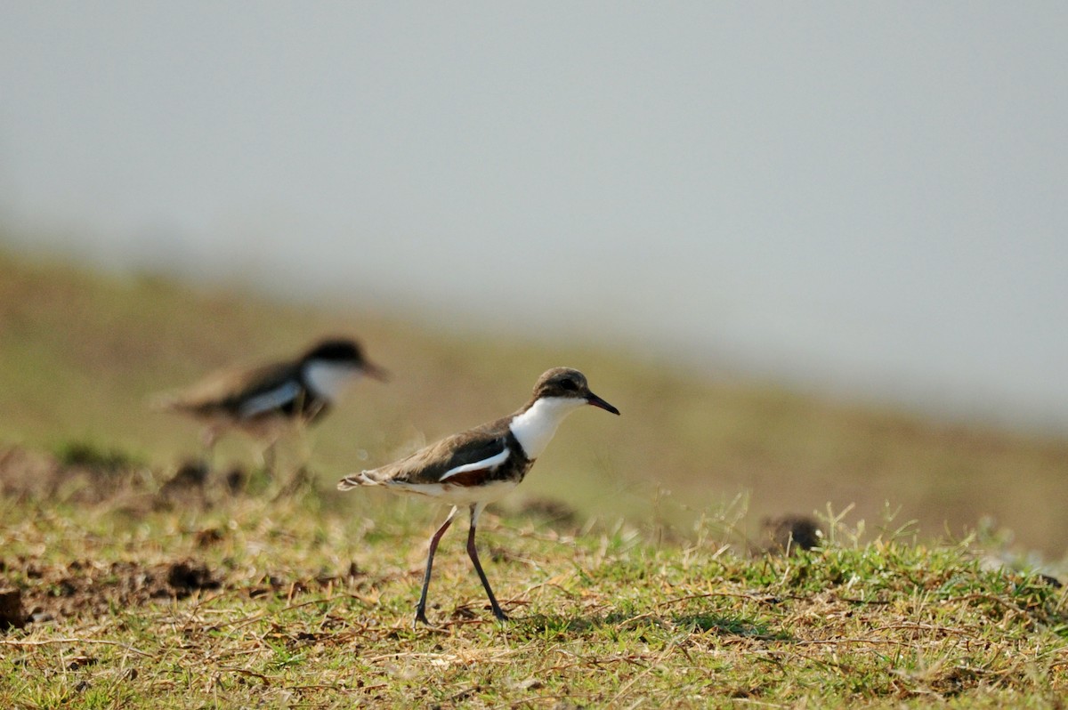 Red-kneed Dotterel - ML506430351