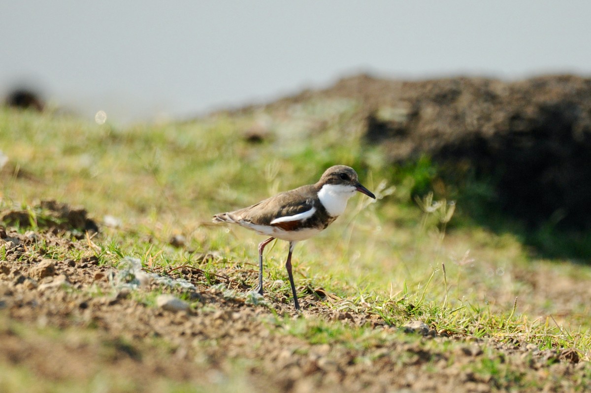 Red-kneed Dotterel - ML506430361