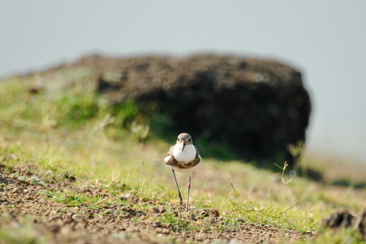 Red-kneed Dotterel - ML506430381