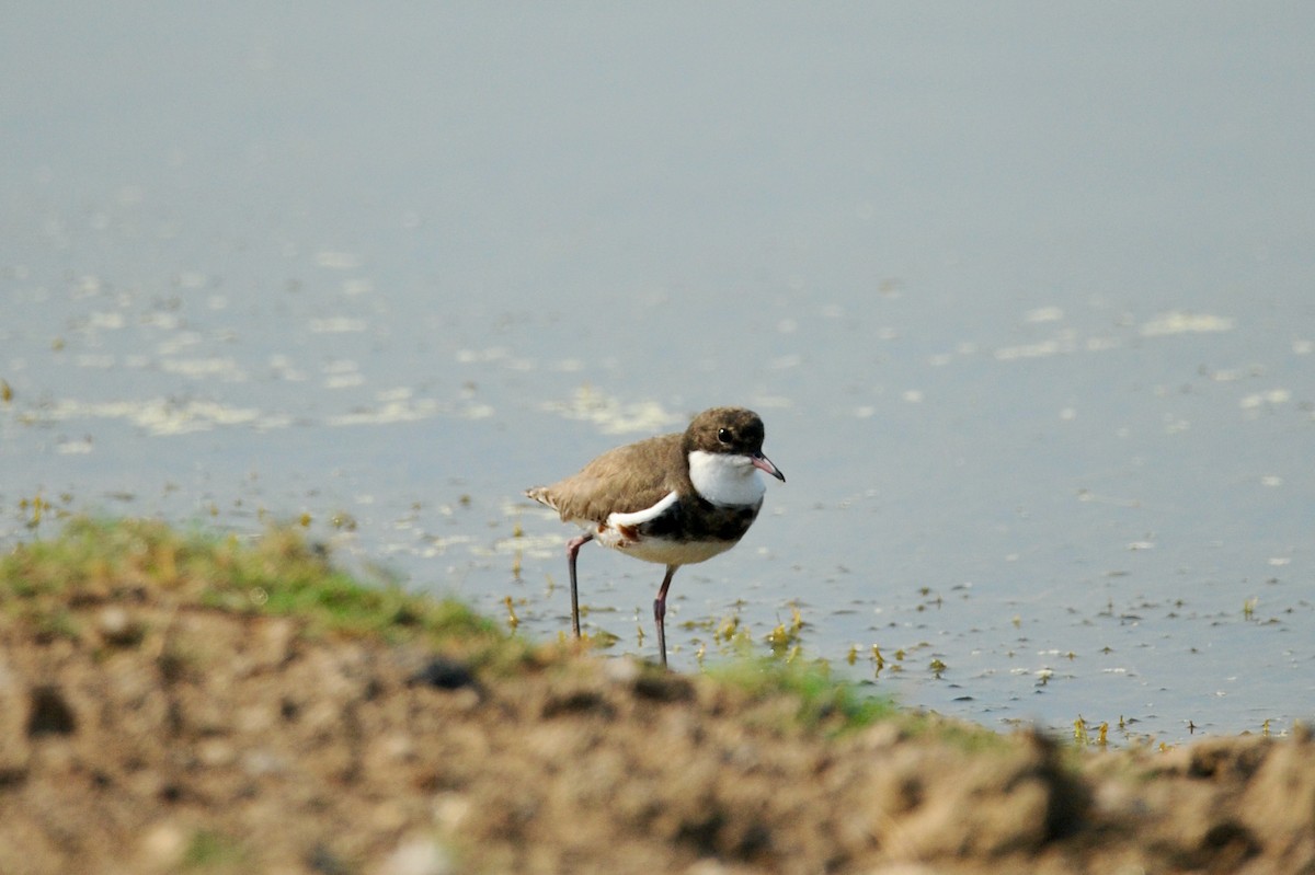 Red-kneed Dotterel - ML506430401