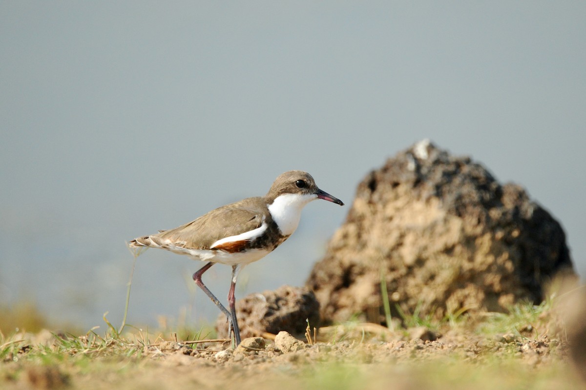 Red-kneed Dotterel - ML506430411