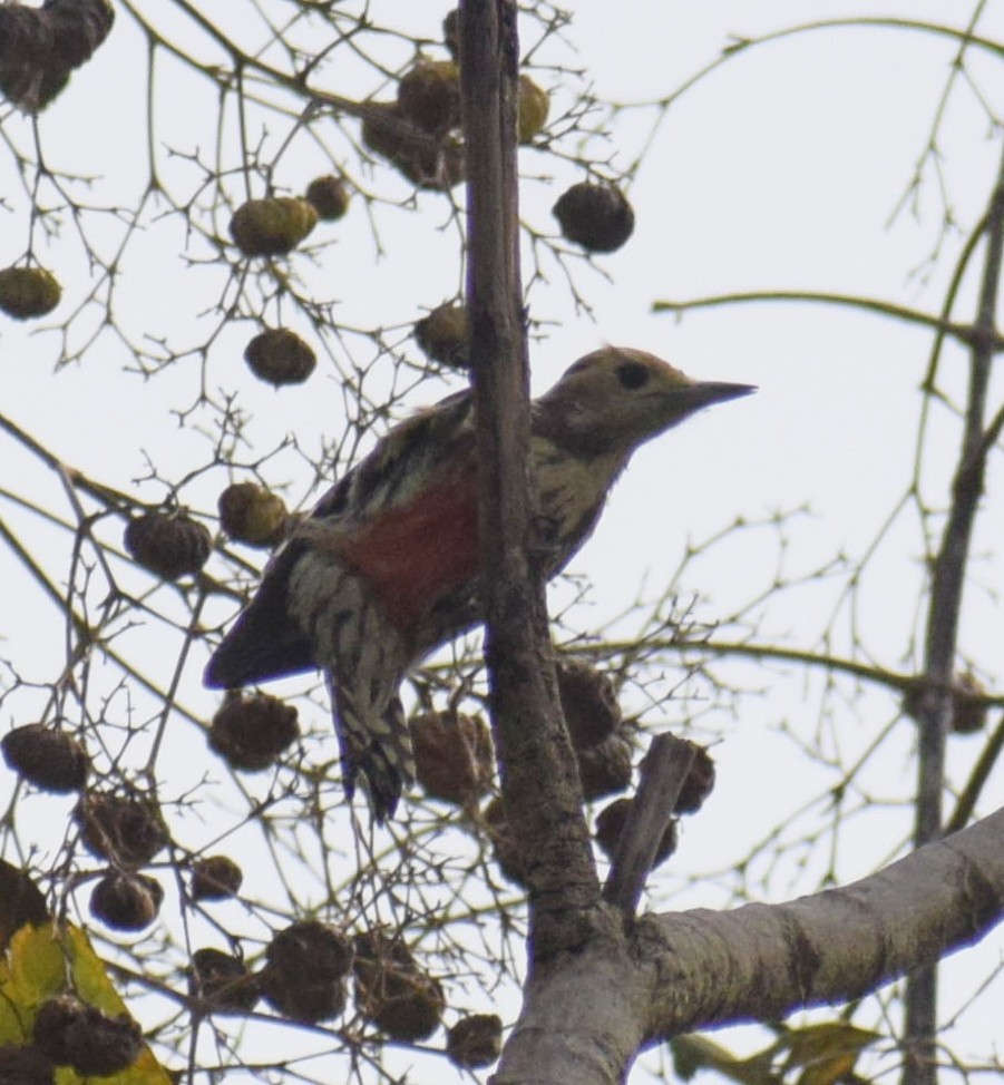 Yellow-crowned Woodpecker - ML506431131