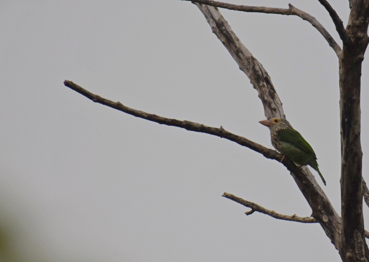 Lineated Barbet - ML506431761