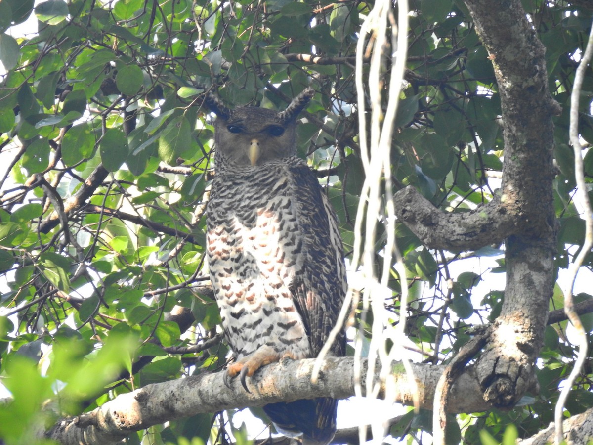 Spot-bellied Eagle-Owl - ML506432401
