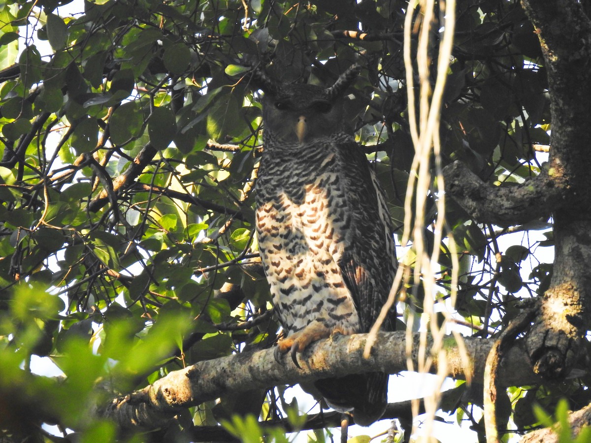 Spot-bellied Eagle-Owl - ML506432411