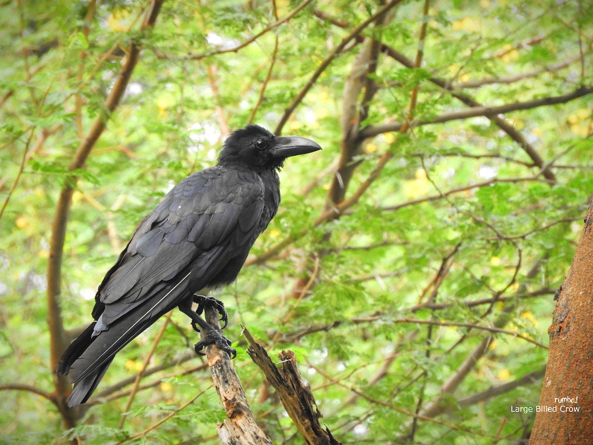 Large-billed Crow - ML506433241