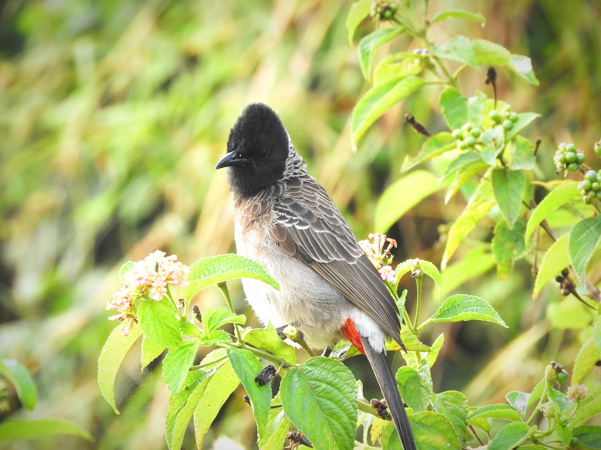 Red-vented Bulbul - ML506433351