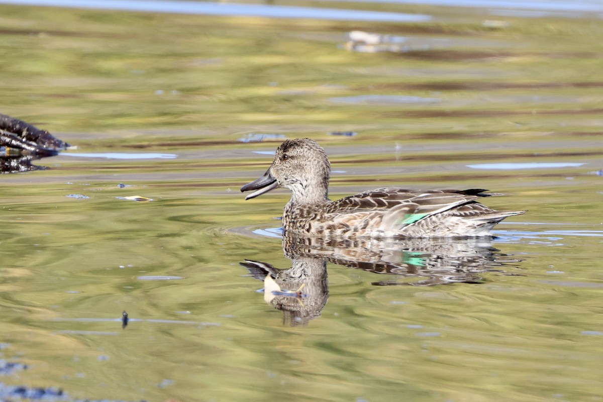 Green-winged Teal - Alice Church