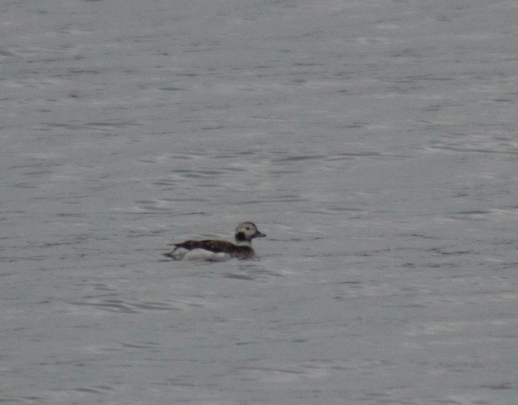 Long-tailed Duck - Joanne Dial